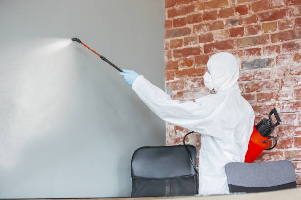 Best Basement Mold Removal  in Sangaree, SC
