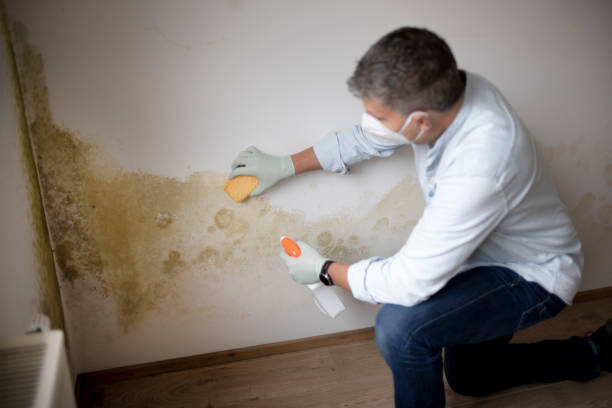 Best HVAC Mold Inspection and Cleaning  in Sangaree, SC